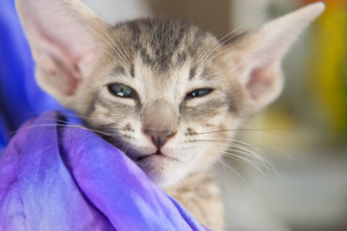 Kedelig frynser med sig Allt om Allergivänliga Katter - 15 bästa sorterna - NetPet