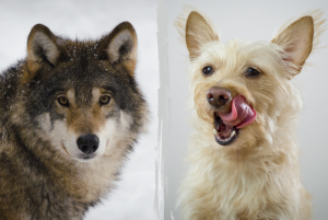 Hundens historia - från varg till hund