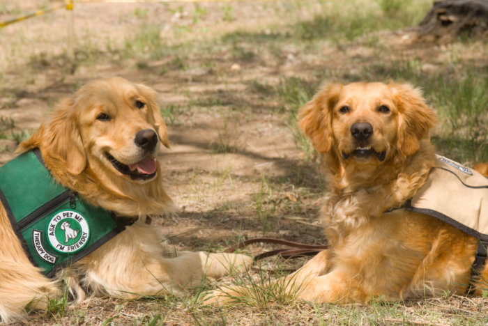 Två golden retrievers som terapihundar